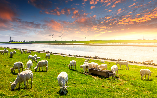 Schafe auf einer Wiese am Flussufer bei Sonnenuntergang mit Windrädern im Hintergrund.
