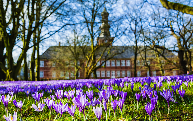 Lila Krokusse blühen im Vordergrund vor einem historischen Gebäude im Frühling.