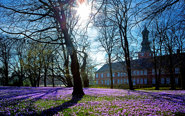 Blühende Krokuswiese vor einem historischen Gebäude im Frühling.