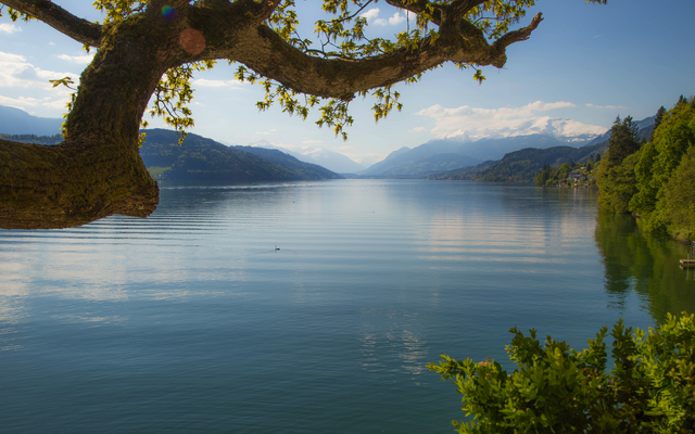 Blick auf einen ruhigen See mit bewaldeten Hügeln und einem Baum im Vordergrund.