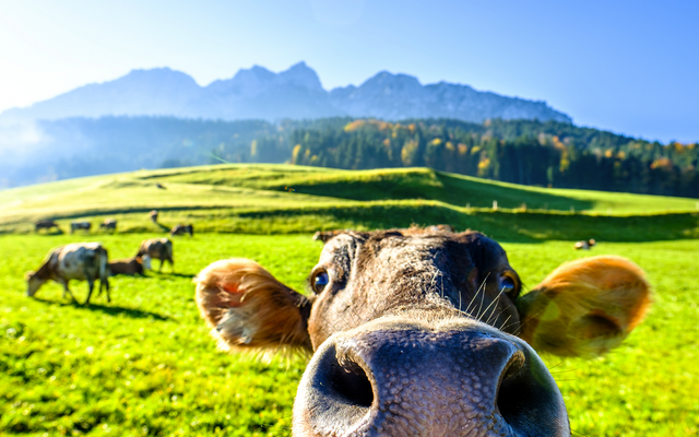 Nahaufnahme einer neugierigen Kuh auf einer grünen Wiese vor Bergkulisse.