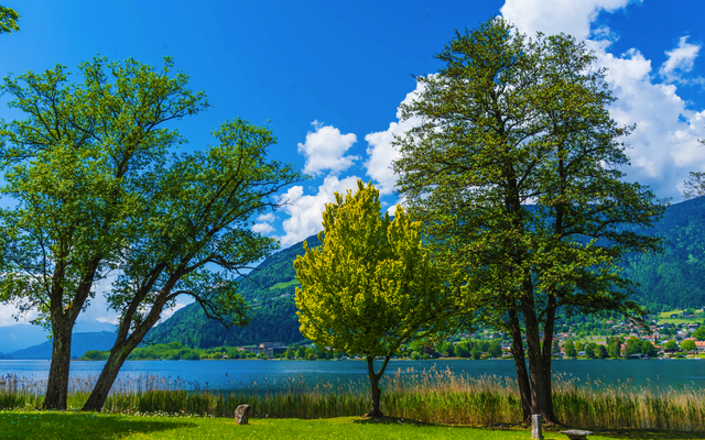 Drei Bäume vor einem See und Berglandschaft bei sonnigem Wetter.