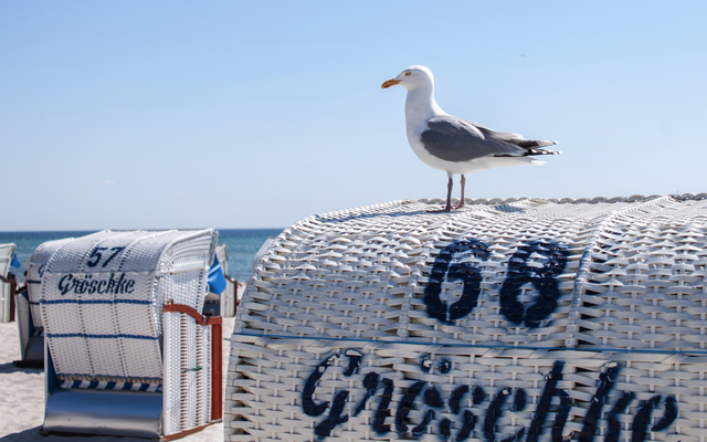 Möwe sitzt auf einem Strandkorb am Strand von Grömitz in der Lübecker Bucht, Deutschland.