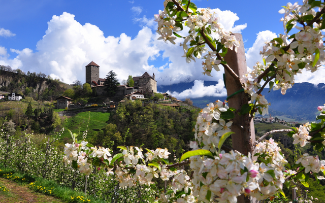 Blühende Apfelbäume vor einer Burg auf einem Hügel bei blauem Himmel.