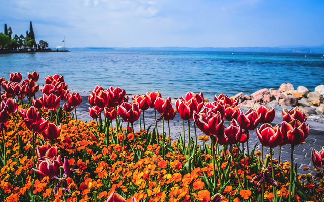 Rote Tulpen und orange Blumen am Seeufer mit blauem Wasser im Hintergrund.