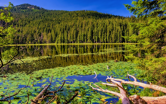 Bergsee mit Seerosen und umgebenden Nadelbäumen unter blauem Himmel