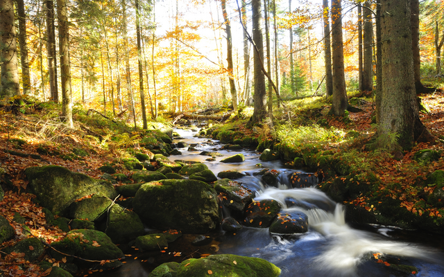 Wald mit fließendem Bach im Herbst, umgeben von Bäumen und Laub.
