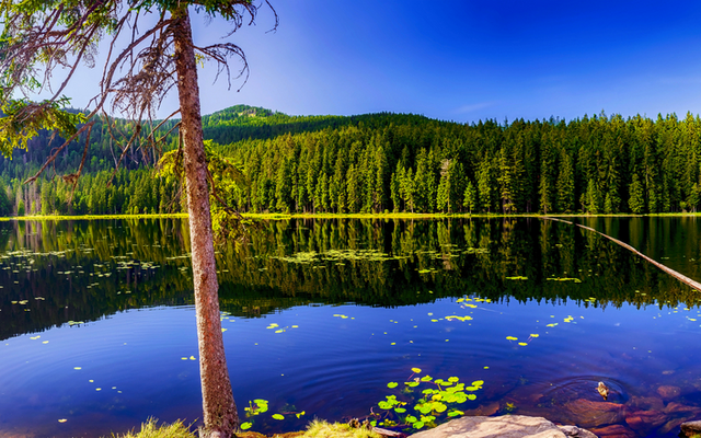 Bergsee mit Wald und blauem Himmel im Panoramaformat