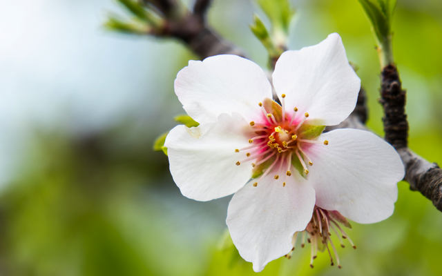 Blühende Mandelblüte auf Mallorca im Frühling, ein typisches Wahrzeichen der Insel.