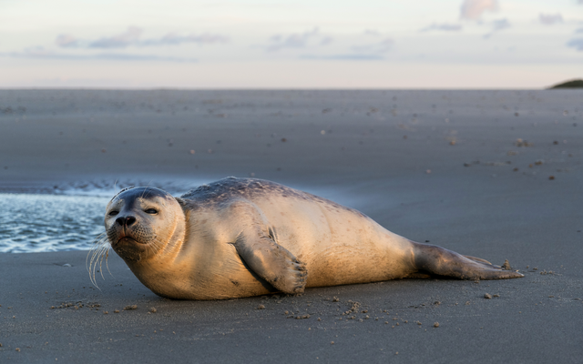 Robbe liegt entspannt am Strand nahe einer Wasserlache.