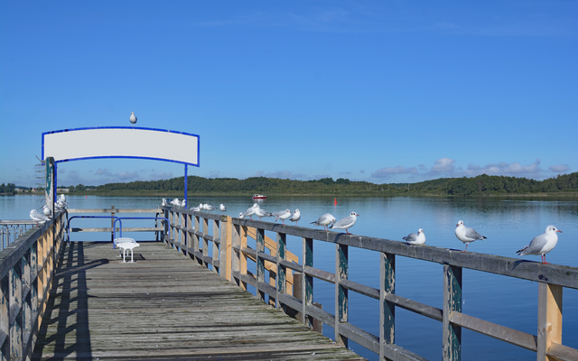 Möwen sitzen auf einem Holzsteg über einem ruhigen See unter blauem Himmel.