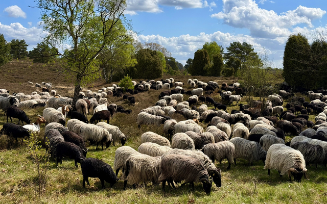 Eine große Schafherde grast auf einer grünen Wiese unter blauem Himmel.
