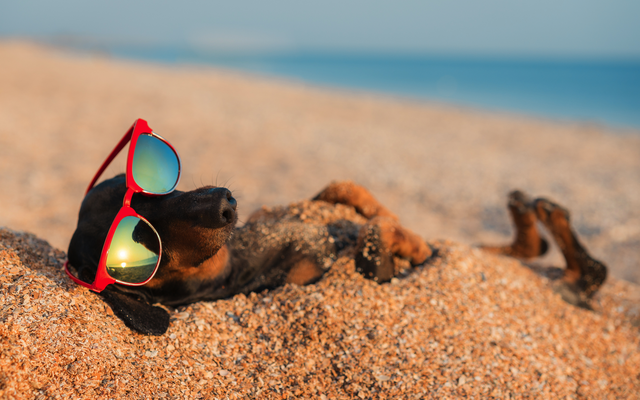 Hund mit Sonnenbrille am Strand im Sand liegend.