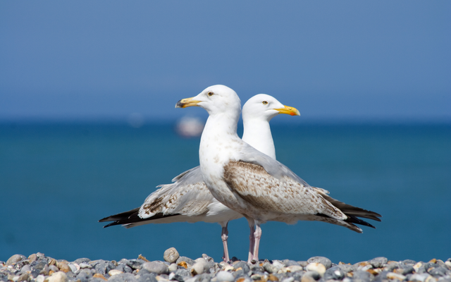 Zwei Möwenpaare stehen auf einem kiesigen Strand vor einem blauen Himmel und Meereshintergrund.