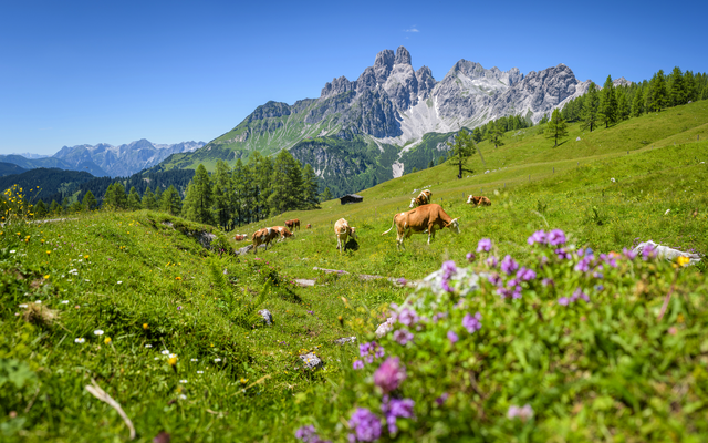 Weide mit Kühen vor Bergkulisse und violetten Blumen im Vordergrund.