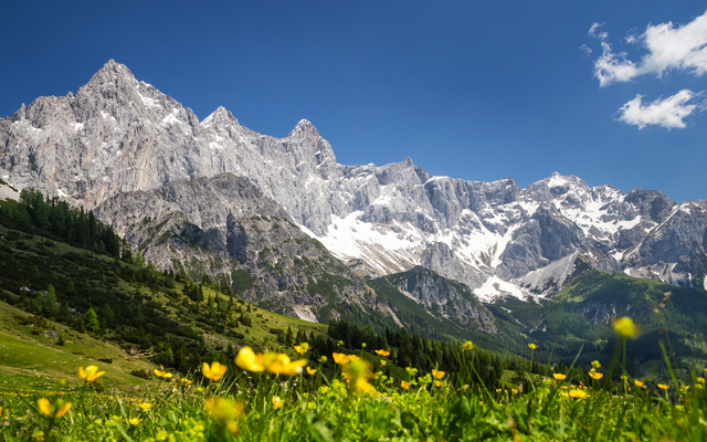 Berglandschaft mit blühender Wiese im Vordergrund und schneebedeckten Gipfeln im Hintergrund