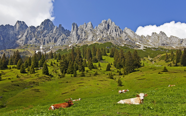 Kühe ruhen auf einer grünen Wiese vor Bergkulisse.