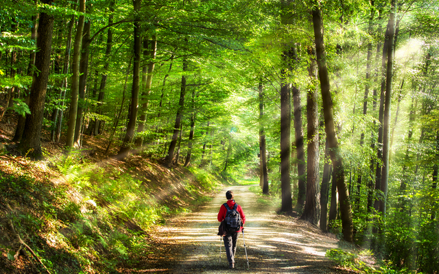 Person wandert auf einem beleuchteten Waldweg.