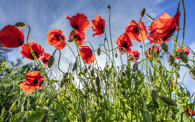 Rote Mohnblumen blühen unter blauem Himmel.