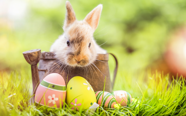 Kaninchen sitzt neben bunten Ostereiern auf Gras.