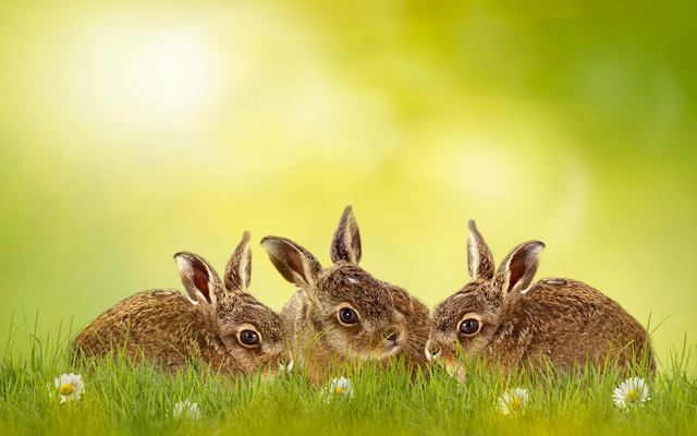 Drei Kaninchen im grünen Gras mit Blumen Hintergrund.