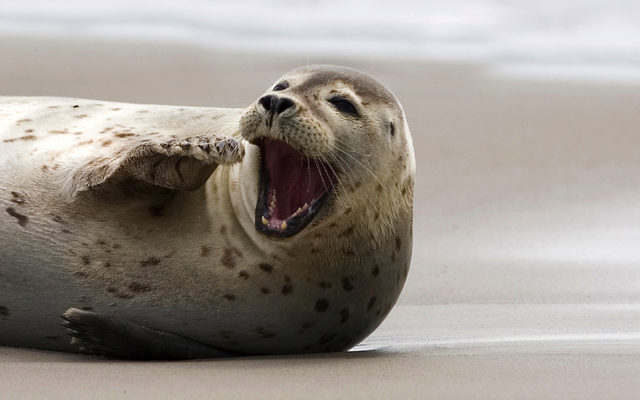 Kegelrobbe im Wattenmeer in Schleswig-Holstein, Deutschland, liegend am Strand.