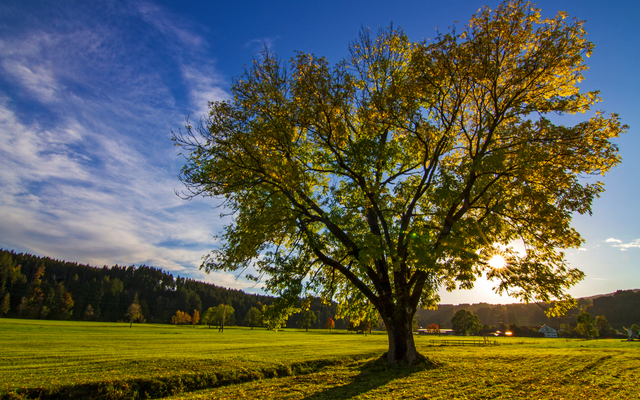 Großer Baum auf einer Wiese bei Sonnenuntergang mit blauem Himmel.
