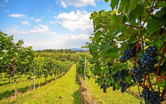 Weinberg mit reifenden, blauen Trauben unter blauem Himmel.