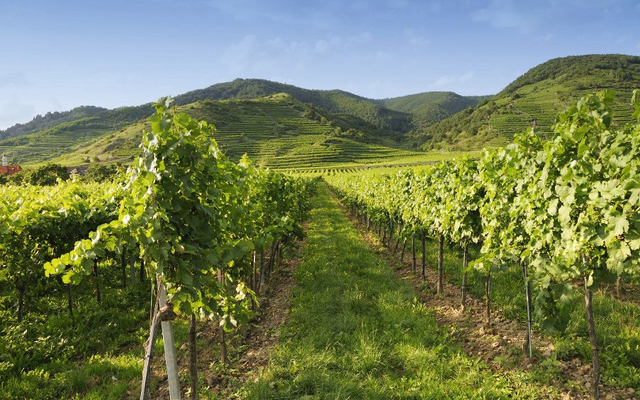 Weinberg mit grünen Reben und hügeliger Landschaft im Hintergrund unter blauem Himmel.