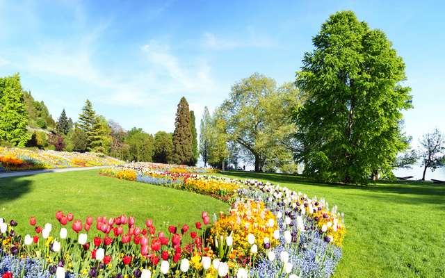 Blumenbeet im Park mit bunten Tulpen und Bäumen unter blauem Himmel.