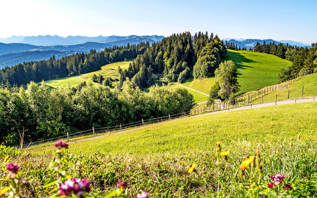 Grüne Wiesen und bewaldete Hügel am Pfänder unter klarem Himmel.