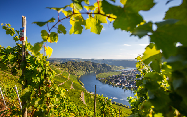 Reben mit Blick auf Fluss und Stadt in hügeliger Landschaft bei Sonnenschein.