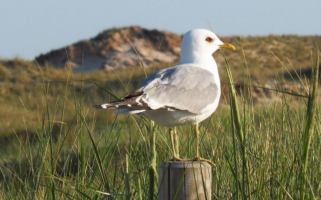 Eine Möwe sitzt auf einem Pfosten in einer grasbewachsenen Dünenlandschaft.