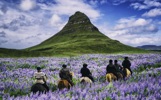 Menschen reiten auf Pferden durch ein Feld mit lila Blumen vor einem Berg.