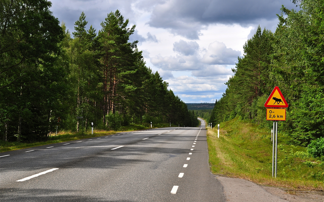 Landstraße durch Wald, Warnschild für Elche am Straßenrand.