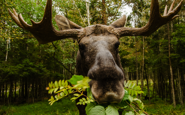 Elch frisst Pflanzen im Wald.
