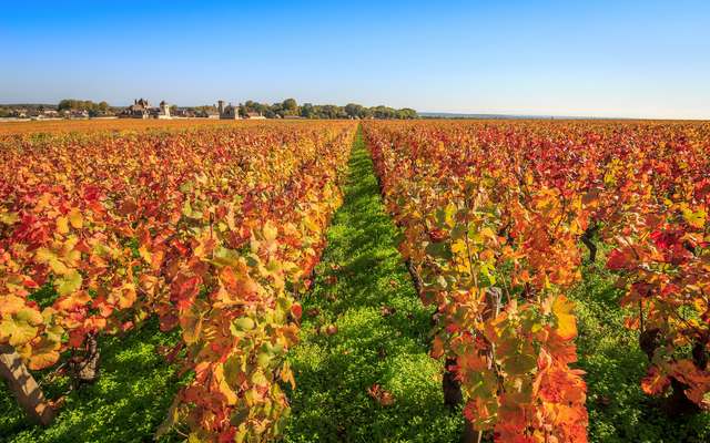 Ein Weinberg im Herbst mit orangefarbenen Blättern und blauem Himmel.