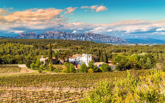 Weinberge mit Haus und Bergen im Hintergrund bei sonnigem Wetter.