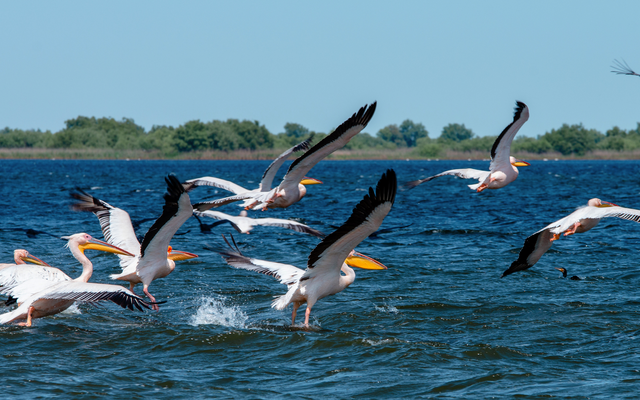 Pelikanflocke fliegt über das Wasser vor blauem Himmel.