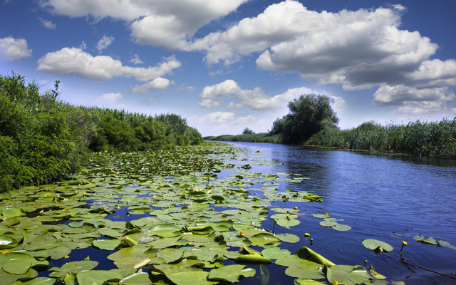 Fluss mit Seerosen und Schilf unter bewölktem Himmel