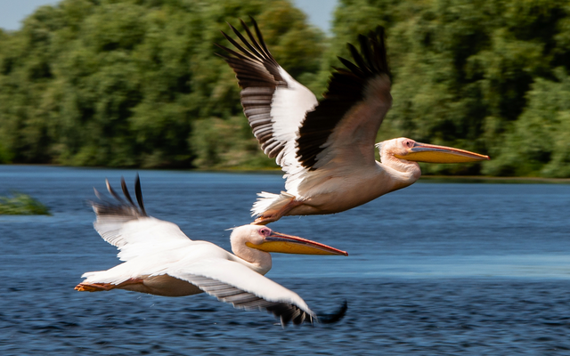 Zwei fliegende Pelikane über einem See mit Bäumen im Hintergrund.