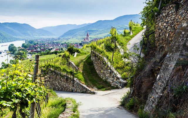 Weinbergterrassen mit Blick auf Fluss und Dorf in hügeliger Landschaft.