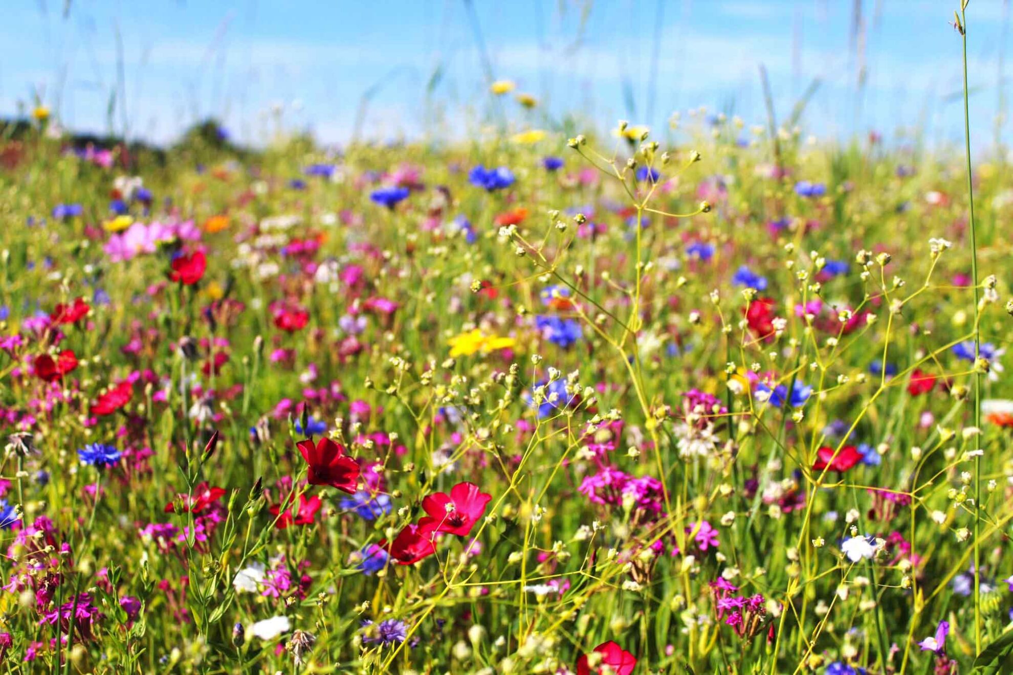 ©Andie_Alpion - stock.adobe.com Blumenwiese im Allgäu, Bayern WEB